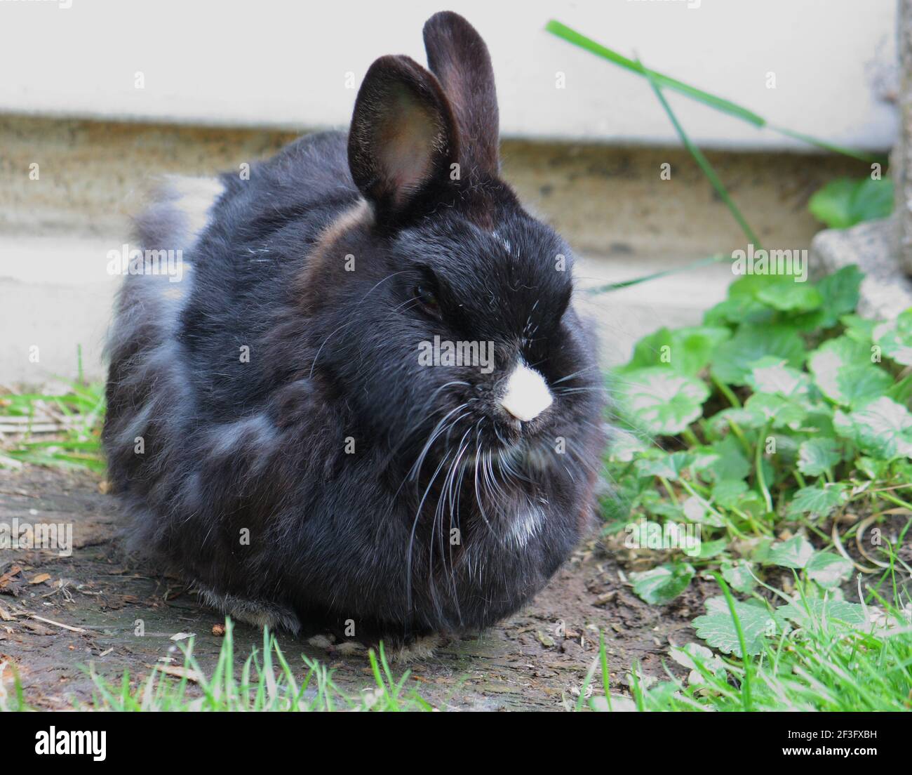 Beautiful black white rabbit on hi-res stock photography and images - Alamy