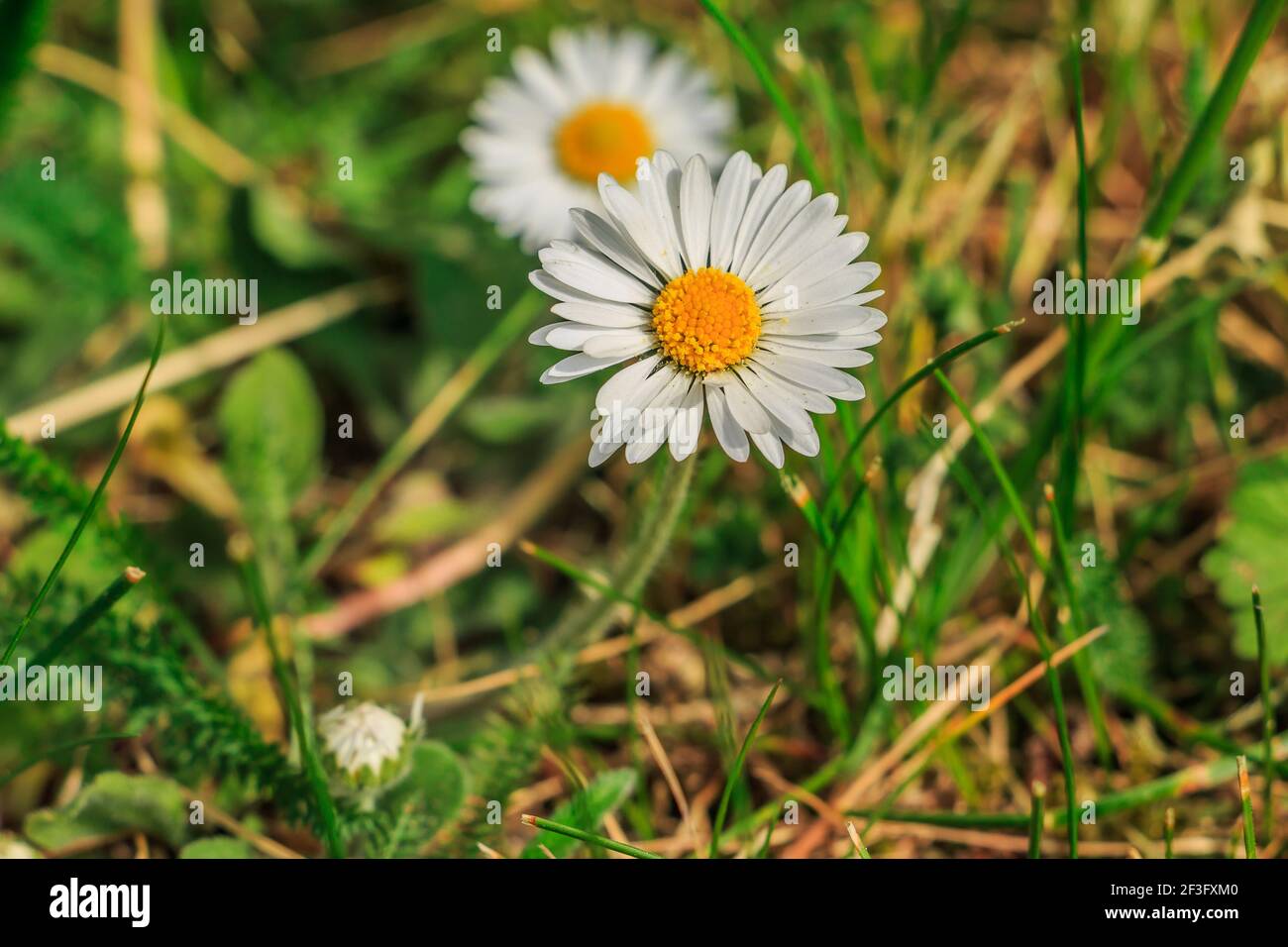 Daisies in the foreground in springtime sunshine. Single bloom of meadow flower with green smooth and serrated grass. White petals and yellow pollen Stock Photo
