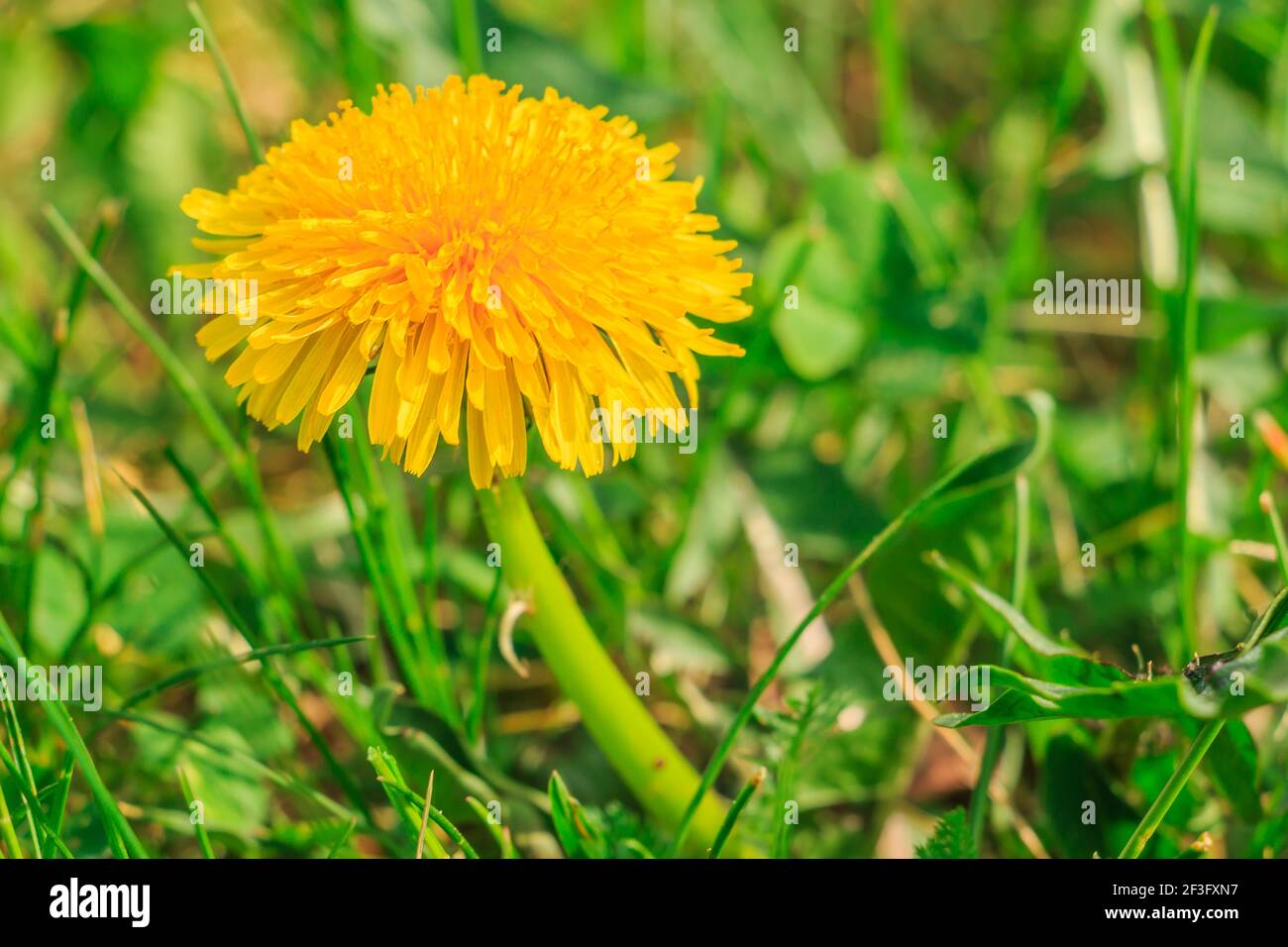 single flower of the common dandelion (Taraxacum) from the sunflower family (Asteraceae). Yellow petals with flower stems. View through grass meadow Stock Photo