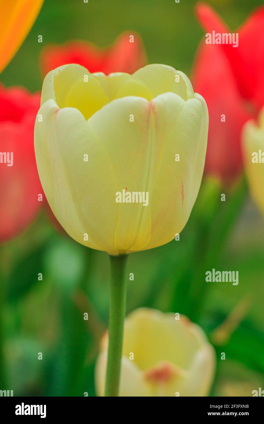 Single yellow flower of a tulip in spring. Open head of a flower in sunshine. Yellow petals with a green stem. Petals and more red tulips background Stock Photo