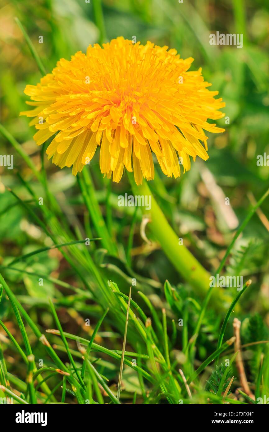 A flower of the common dandelion (Taraxacum) from the sunflower family (Asteraceae). Yellow petals with flower stems in a meadow with green grass in s Stock Photo