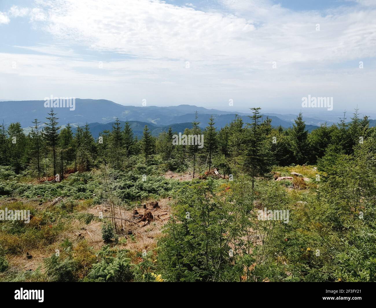 A green forest under blue sky and white clouds Stock Photo - Alamy