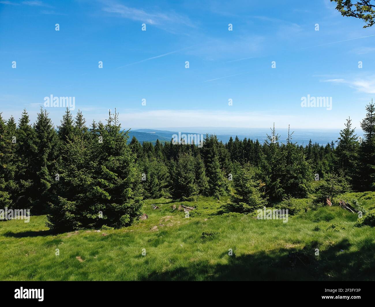 A green forest under blue sky Stock Photo - Alamy