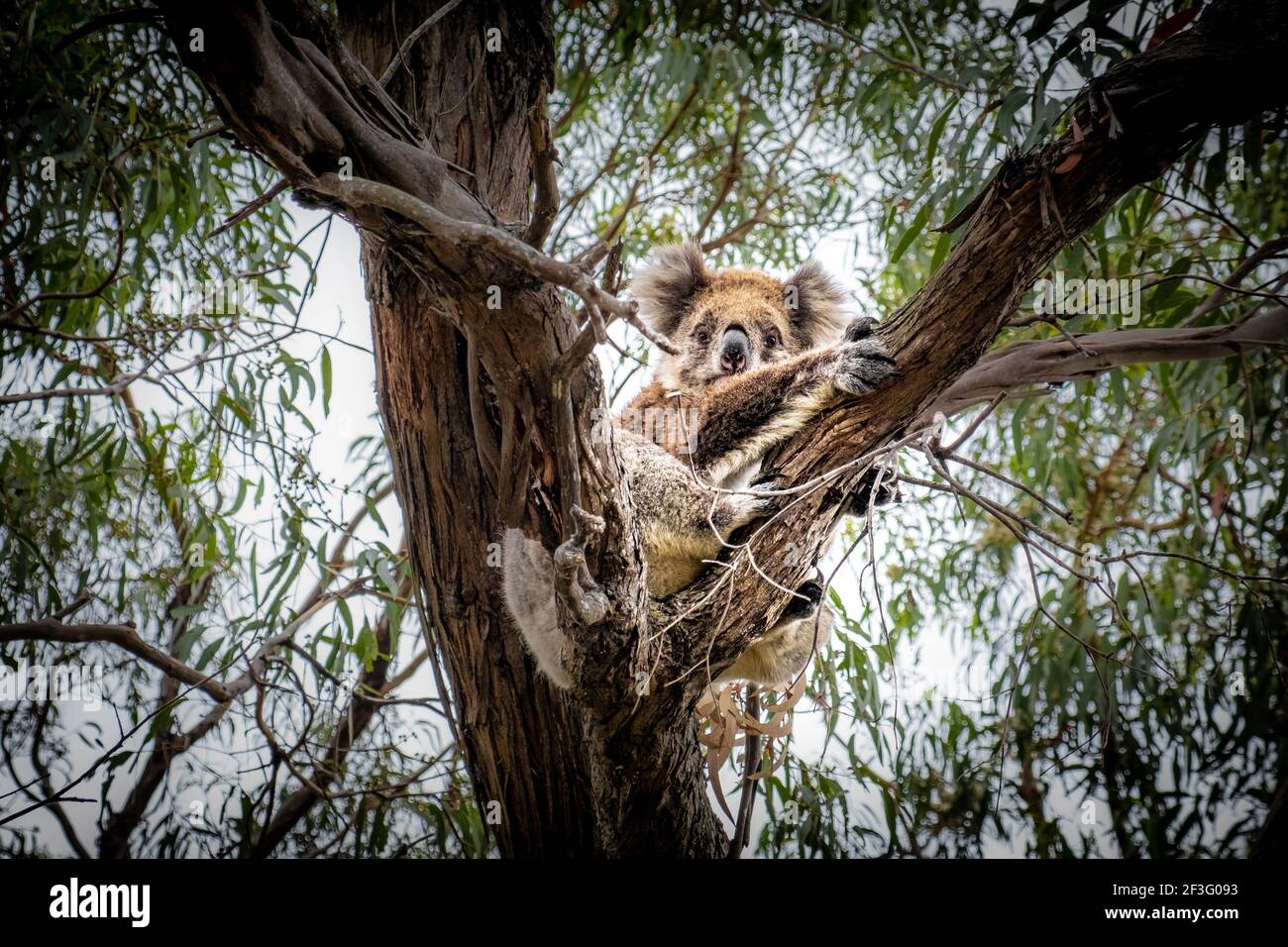 Koala hugging a tree on Raymond Island, Victoria, Australia Stock Photo ...
