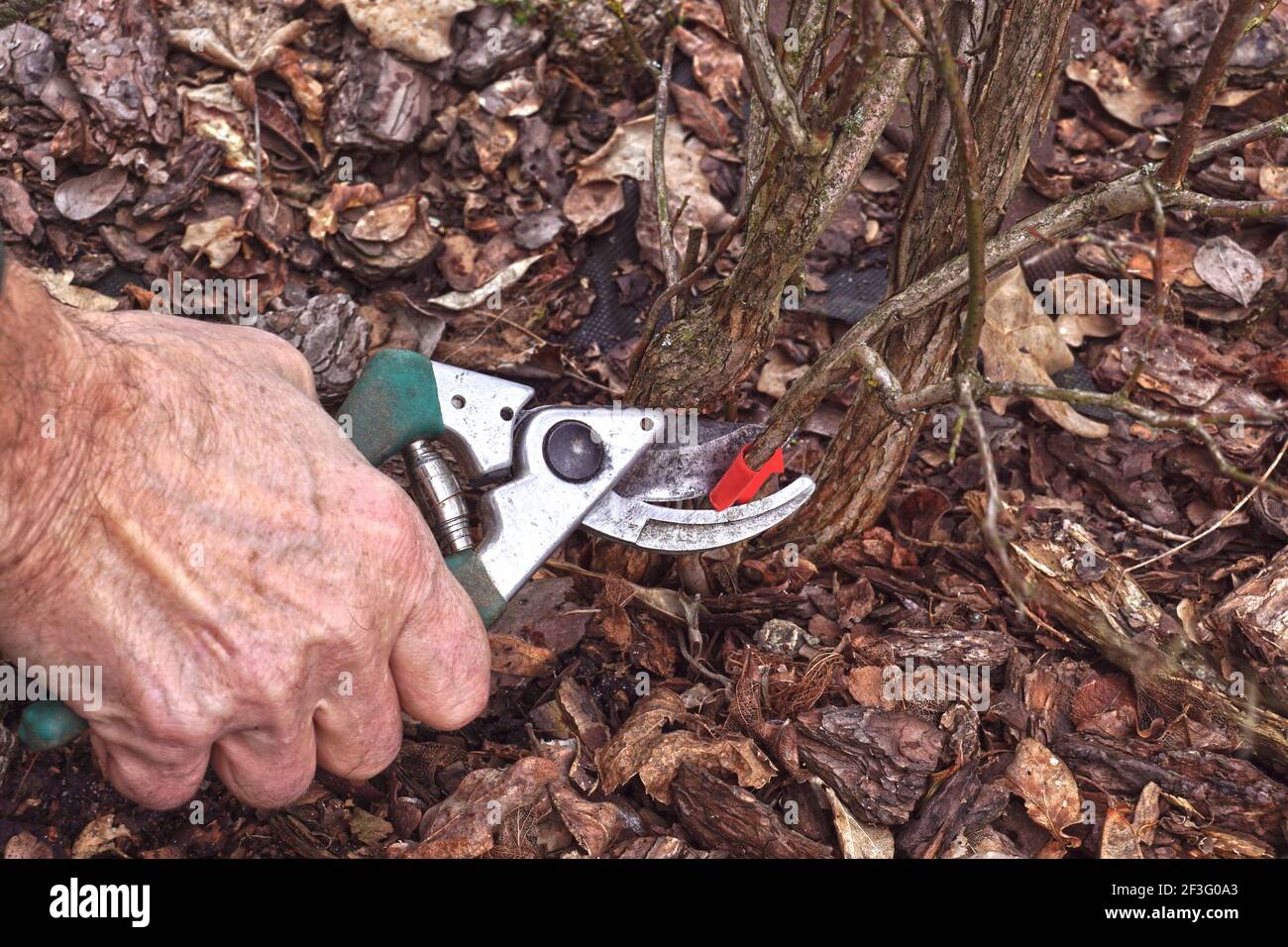 Pruning the blueberry bush (Vaccinium corymbosum). Pruning old branches previously marked with red foil. Early spring. Stock Photo