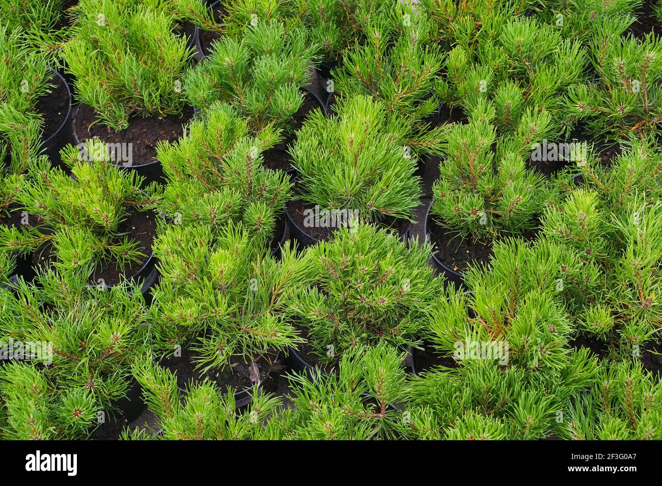 Rows of pots with small conifers (Pinus mugo, known as bog pine, creeping pine or dwarf mountain pine. Garden shop. Stock Photo