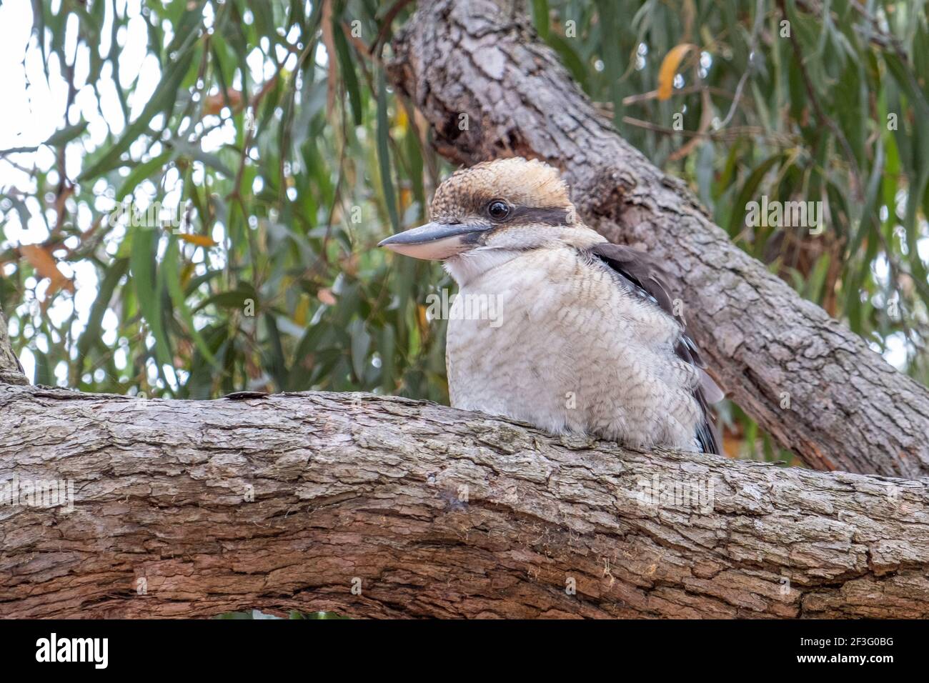 Laughing kookaburra perching on a tree - closeup Stock Photo
