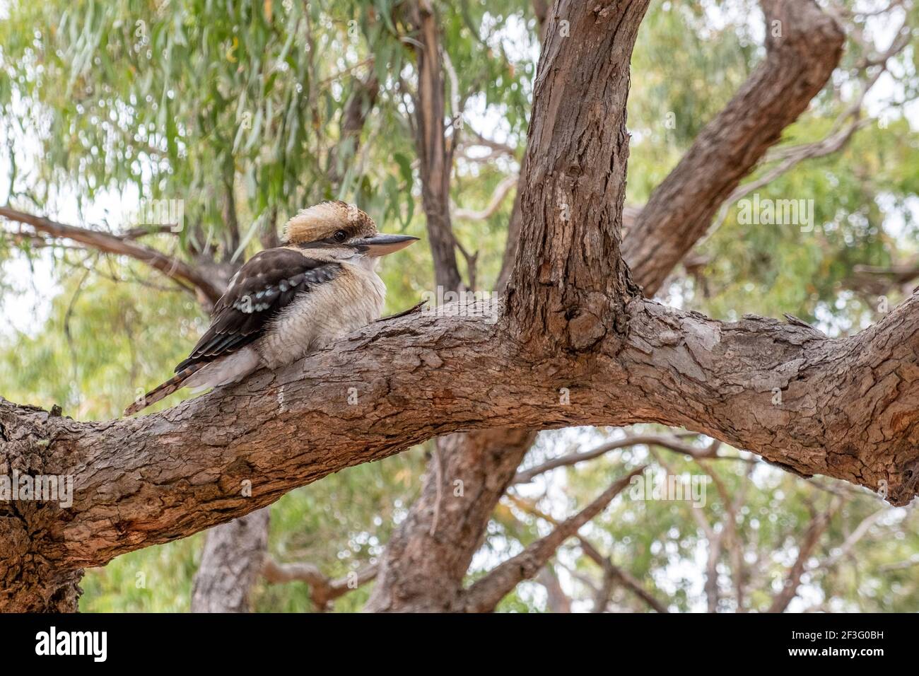 Kookaburra perching on a tree Stock Photo
