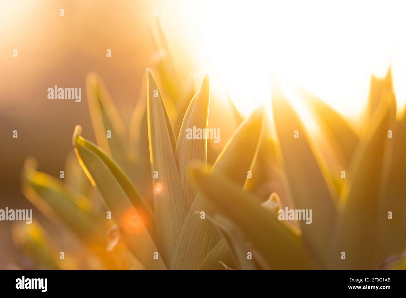 Some newly emerged foliage from a daylilly imaged in golden hour light on an early march late afternoon.  A moderate lens flare is visible. Stock Photo