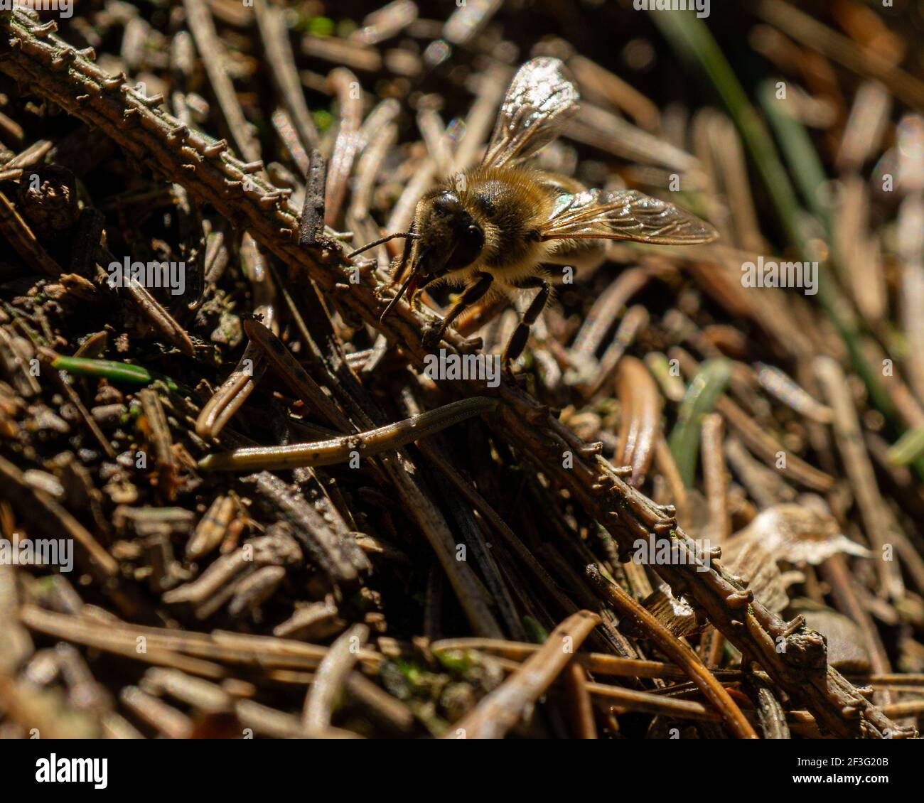 Stick bee hi-res stock photography and images - Alamy