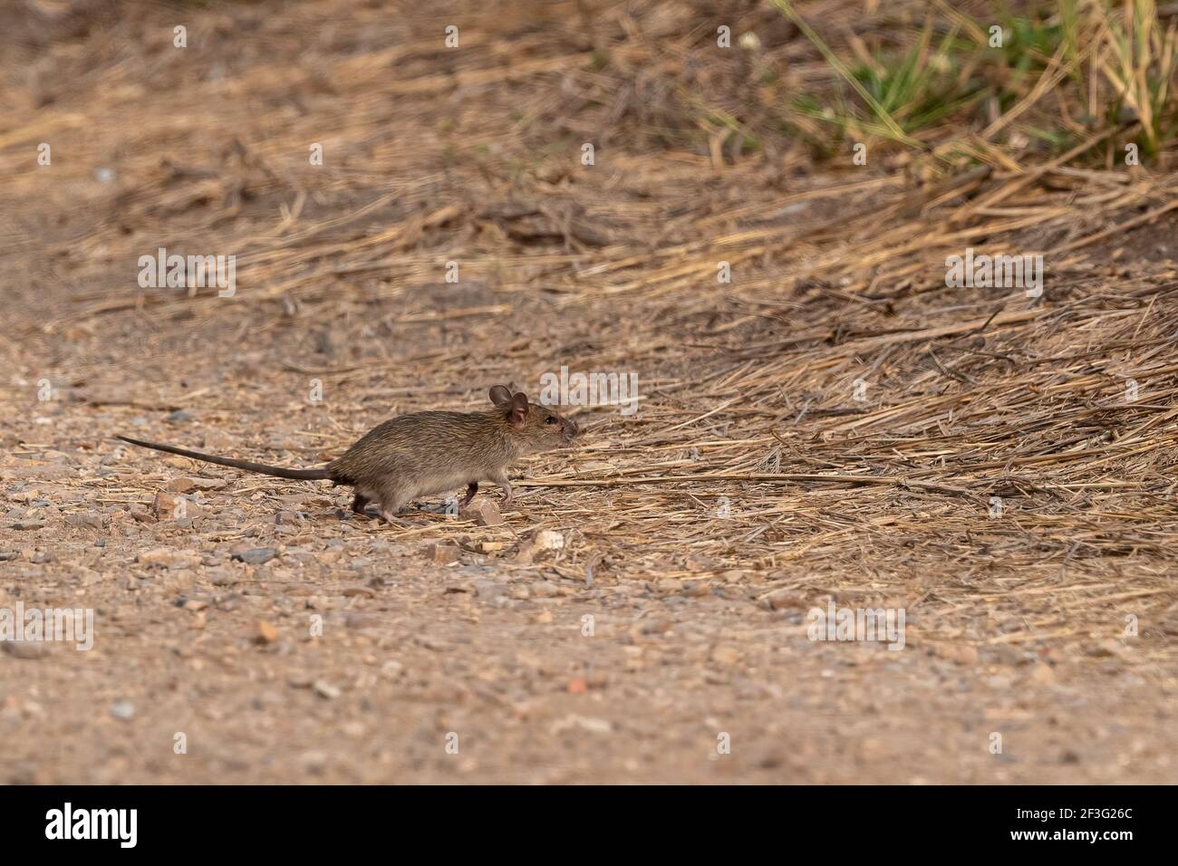 The rricefield rat (Rattus argentiventer) lives in large groups which consist of a dominant male and high ranking female. Stock Photo