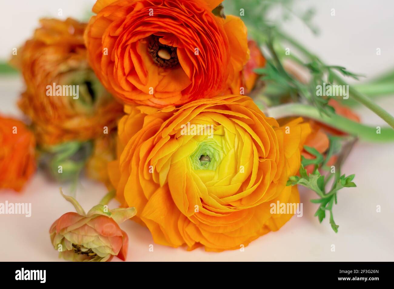 fresh orange and yellow ranunculus flowers on white background Stock Photo