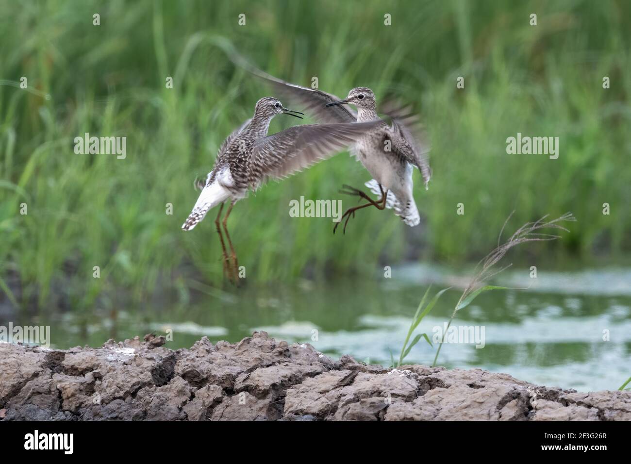 The wood sandpiper (Tringa glareola) is a small wader. This Eurasian species is the smallest of the shanks, which are mid-sized long-legged waders. Stock Photo