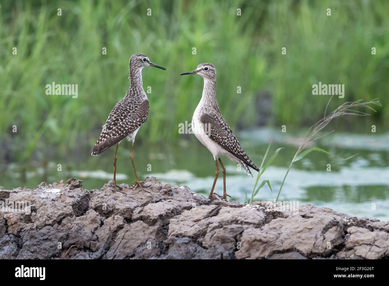 The wood sandpiper (Tringa glareola) is a small wader. This Eurasian species is the smallest of the shanks, which are mid-sized long-legged waders. Stock Photo