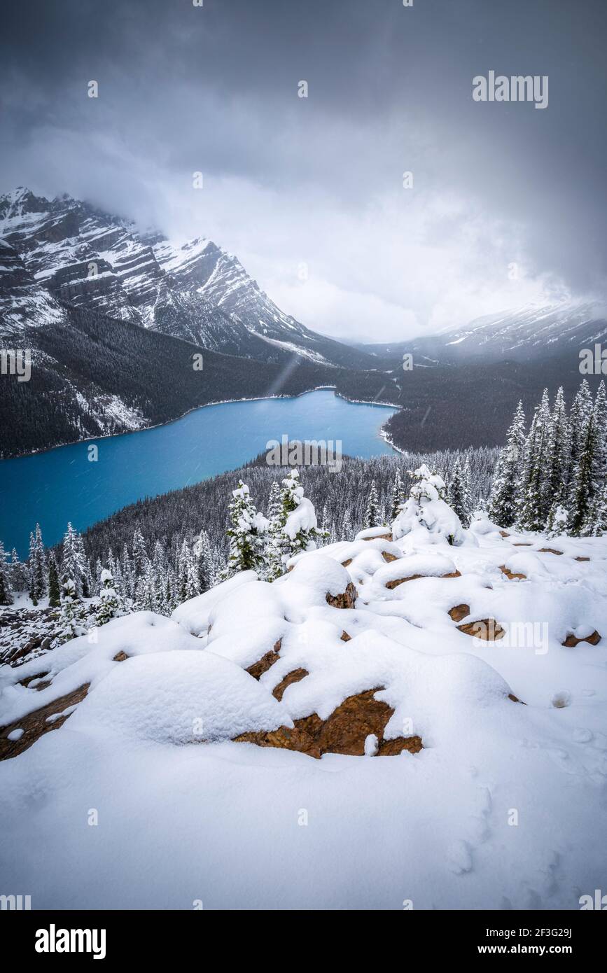 Iconic Peyto Lake of Banff National Park during an early Summer ...