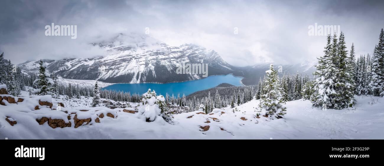 A beautiful, large panoramic view of the iconic Peyto Lake of Banff ...