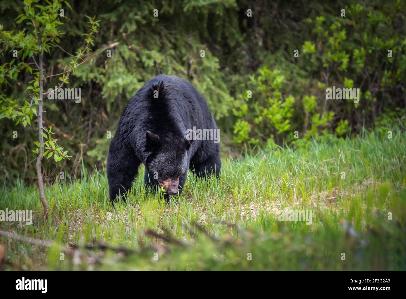A large black bear grazes on the roadside grasses in Jasper National Park during the Summer. Stock Photo
