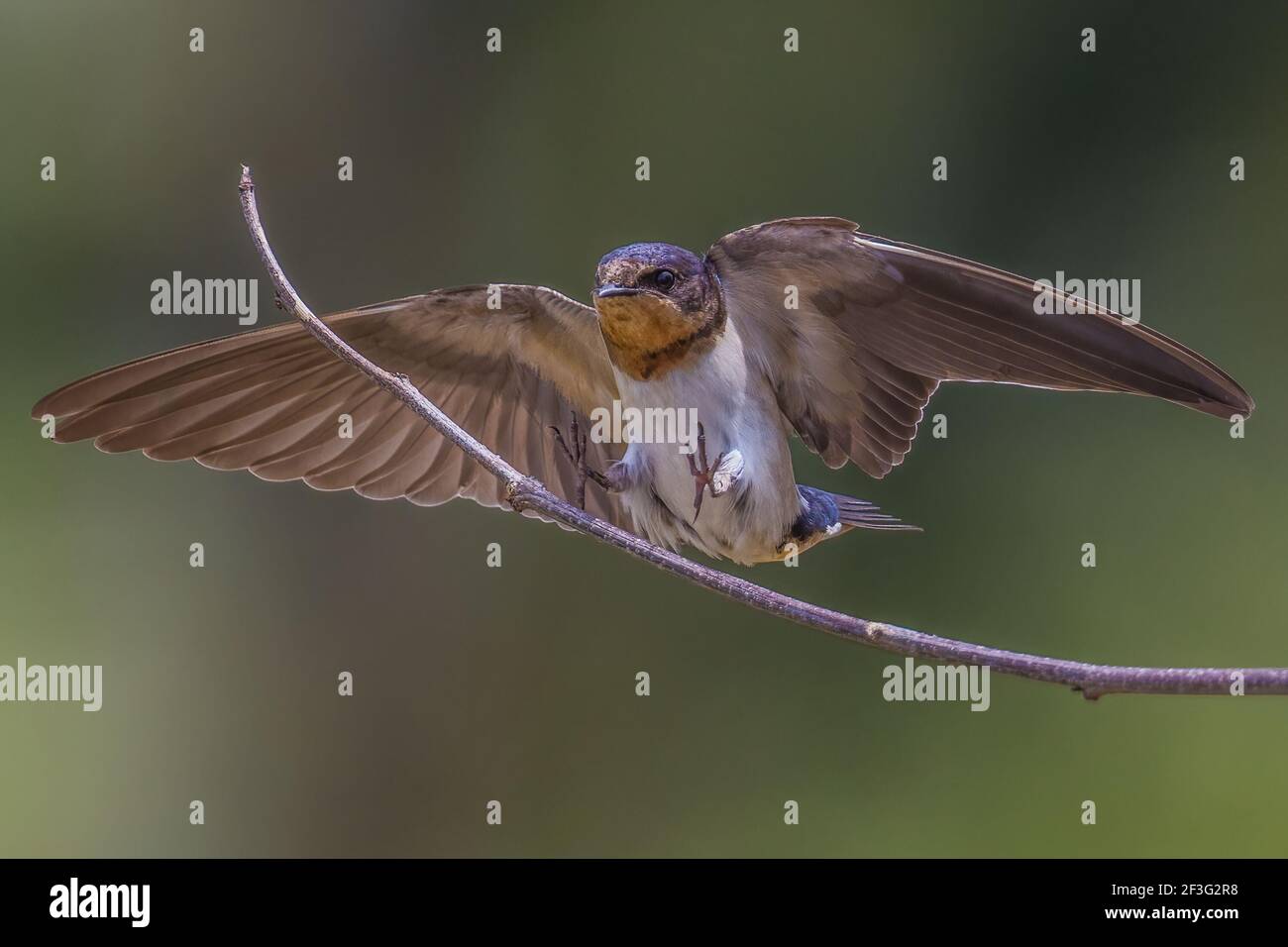 barn swallow Hirundo rustica landing on a tiny branch Stock Photo