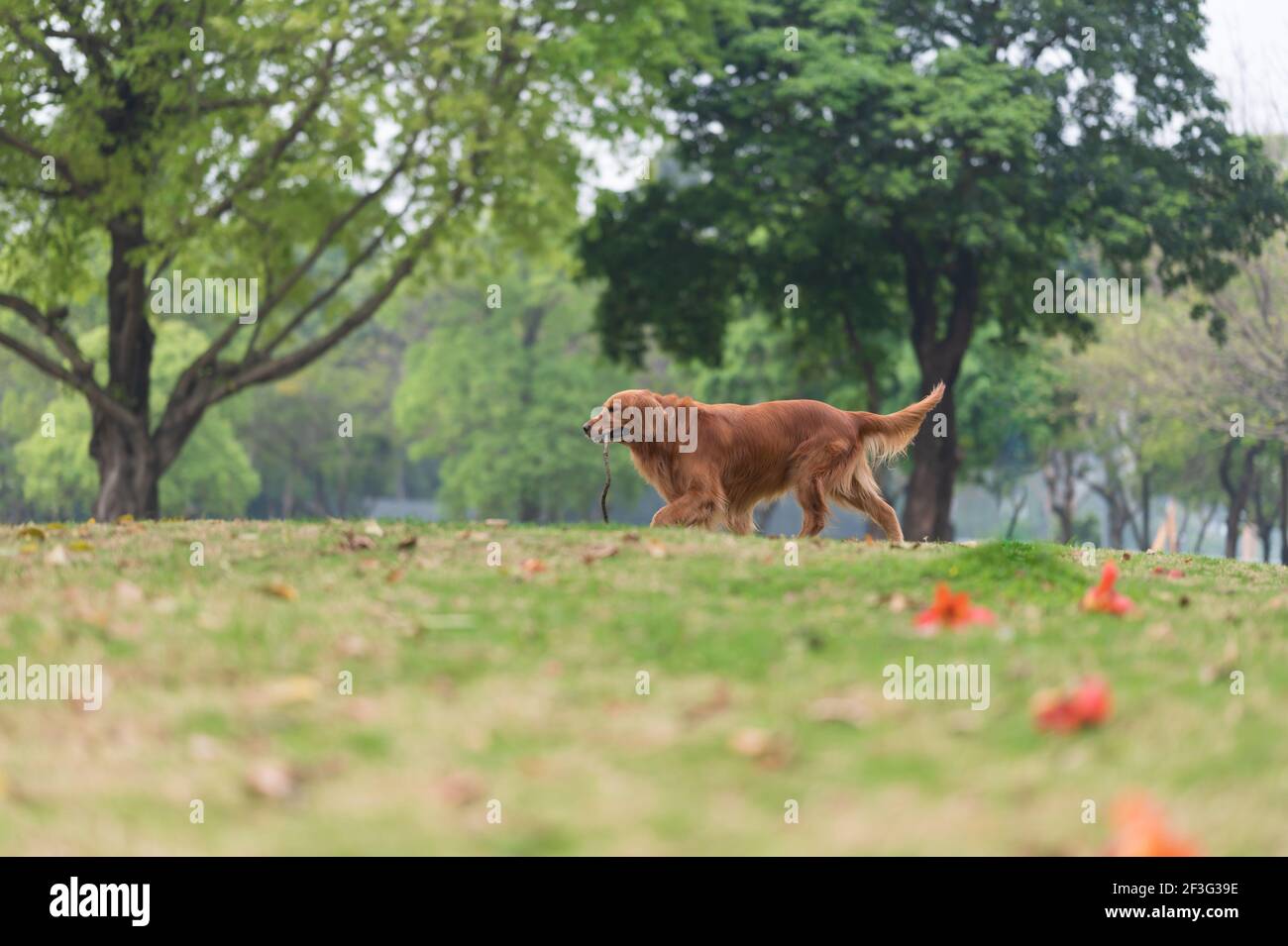 Golden Retriever running and playing on the grass in the park Stock ...