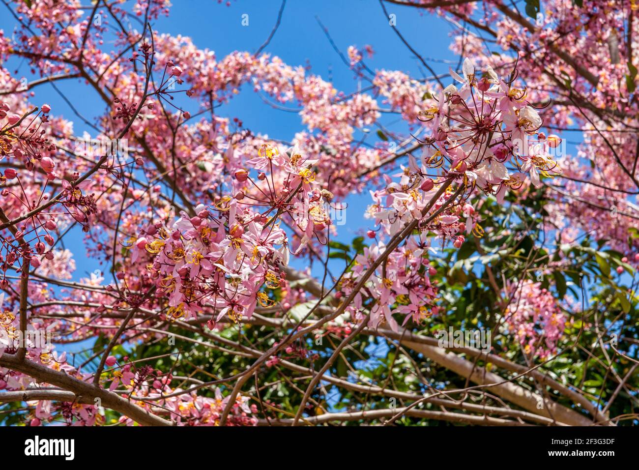 A flowering pink Tabebuia tree by the entrance building to the Miami
