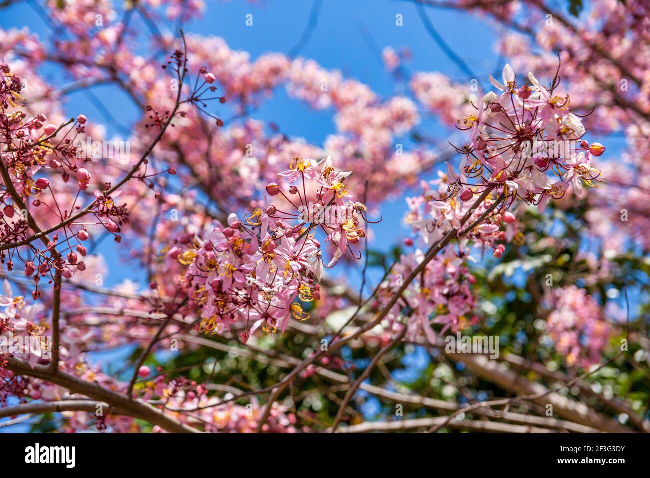 A flowering pink Tabebuia tree by the entrance building to the Miami