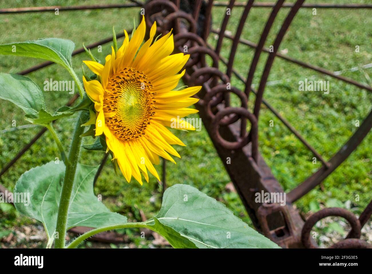 A single sunflower growing by a vintage furrower at the MiamiDade