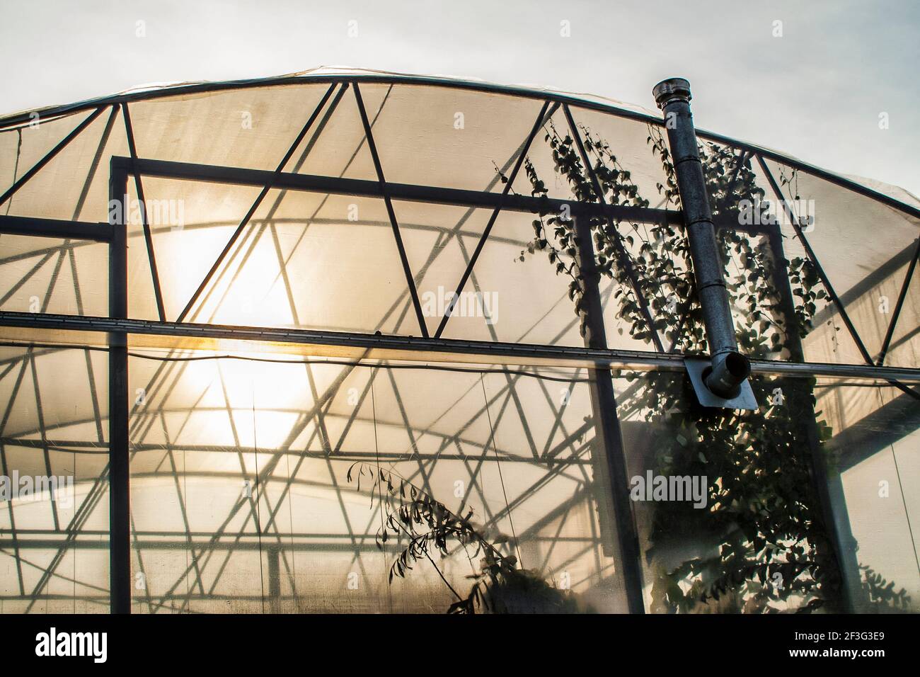 A back lite section of the Asian Greenhouse forms a pattern at the