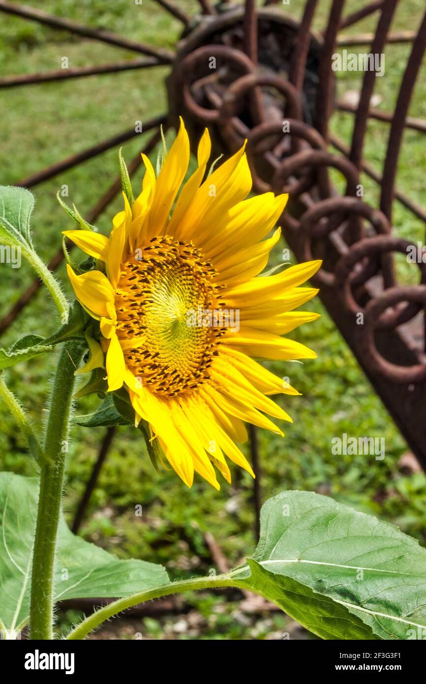 A single sunflower growing by a vintage furrower at the MiamiDade