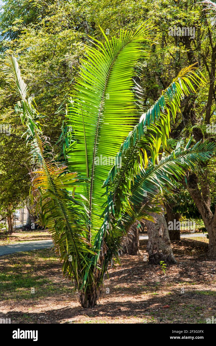 An ornamental palm growing in the MiamiDade County Redland Fruit and