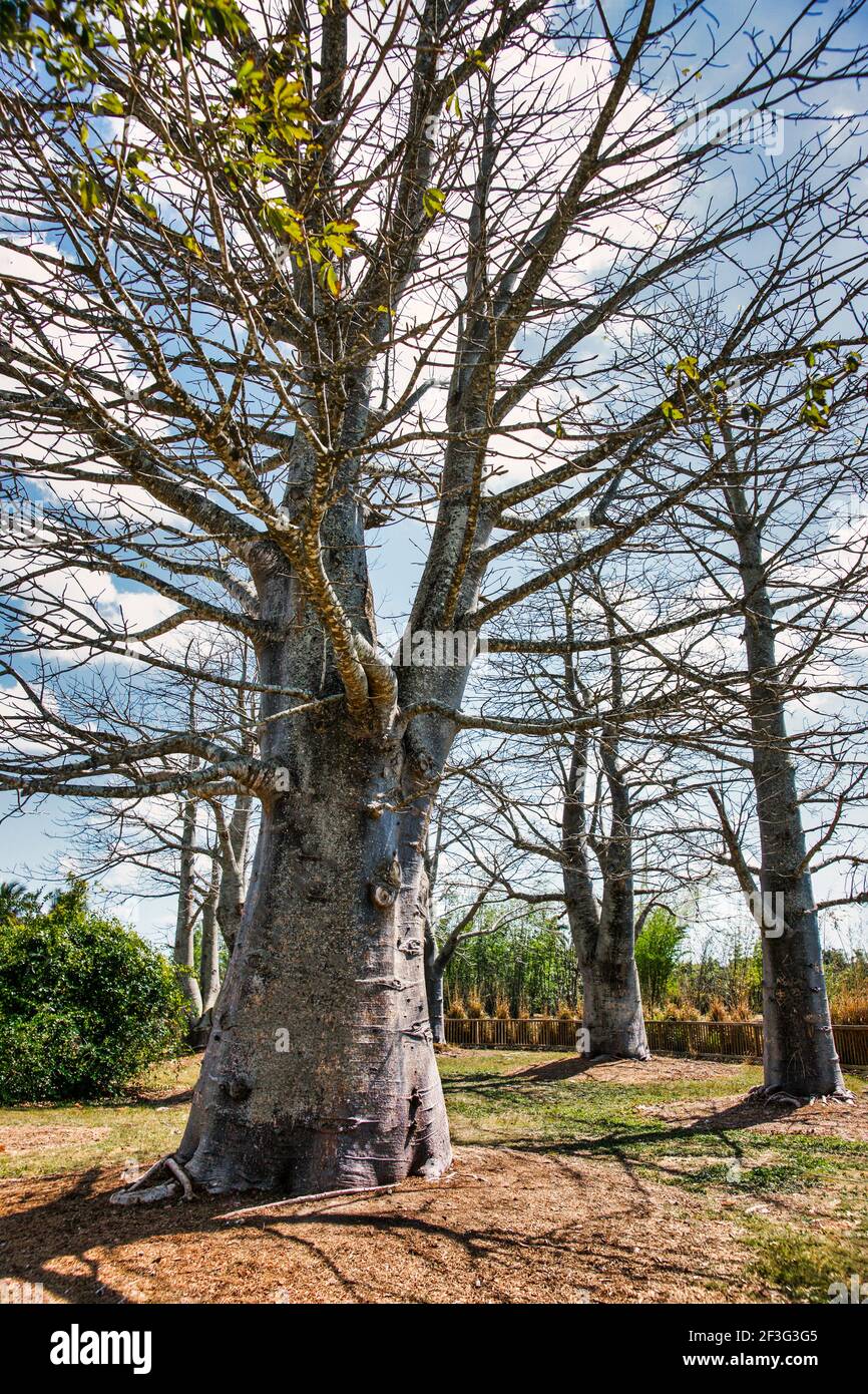 An Africian Baobab tree growing in the MiamiDade County Redland Fruit
