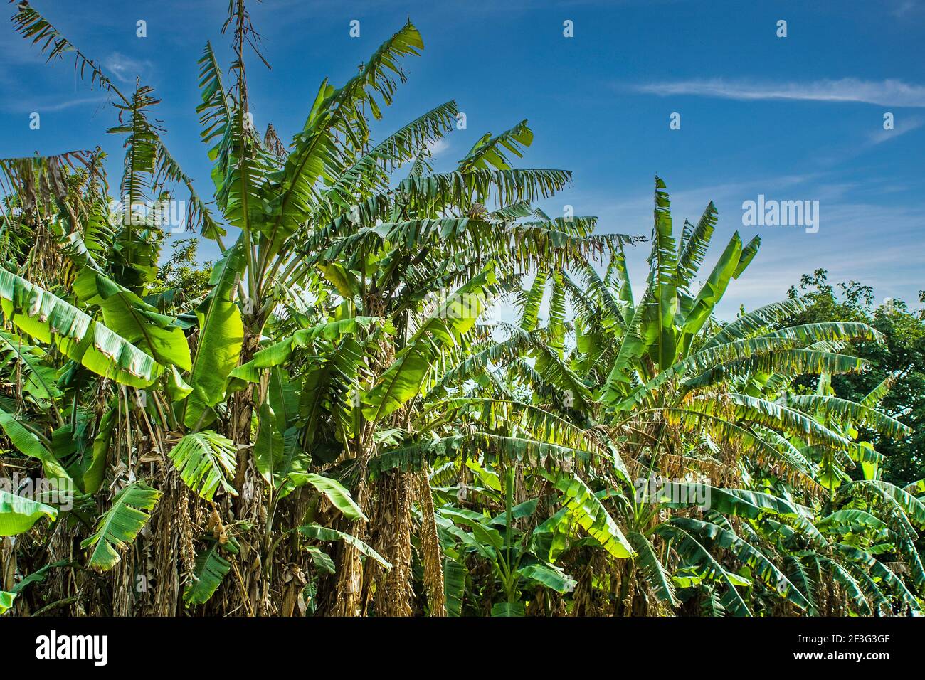 A large group of banana trees at the MiamiDade County Redland Fruit and Spice Park in Florida