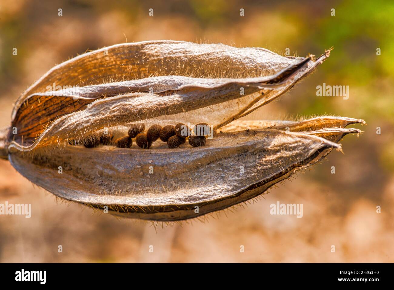 Seed store hi-res stock photography and images - Page 3 - Alamy