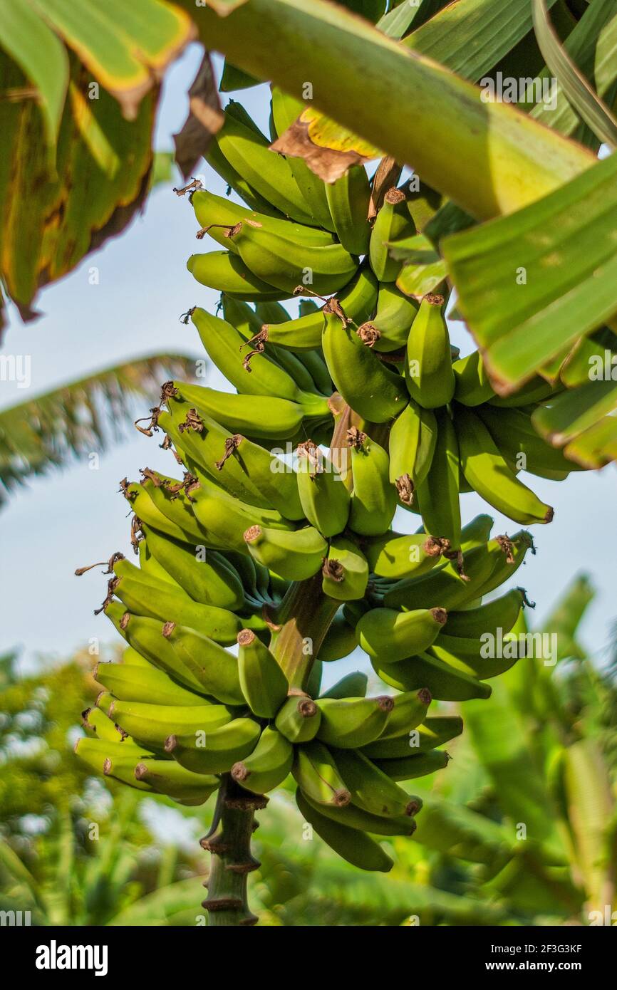 A bunch of bananas growing at the MiamiDade County Redland Fruit and