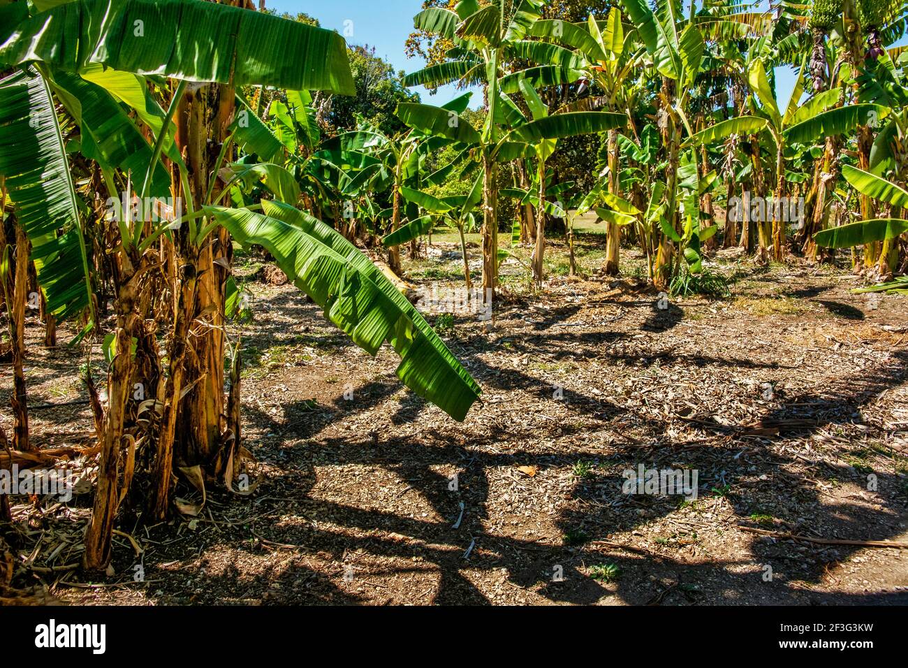 Fruit and spice park miami hires stock photography and images Alamy