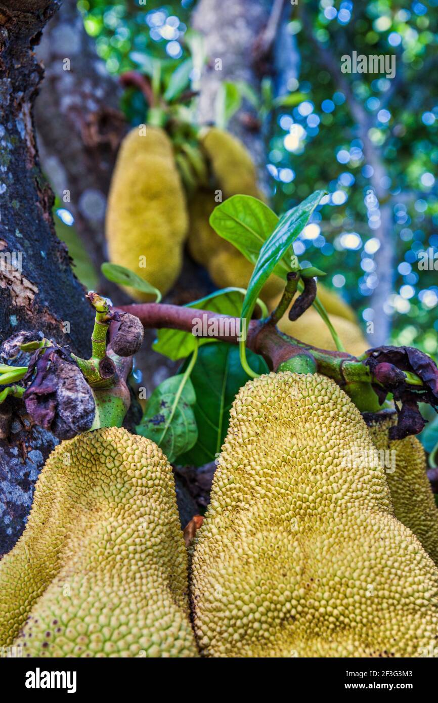Jackfruit growing at the MiamiDade County Redland Fruit and Spice Park in Florida Stock Photo
