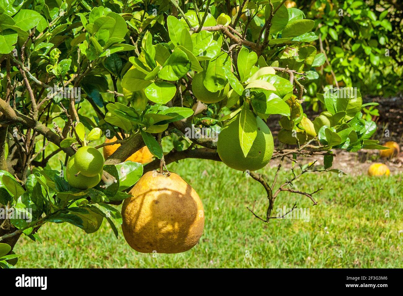 Pomelo, a type of citrus fruit, growing at the MiamiDade County Redland Fruit and Spice Park in