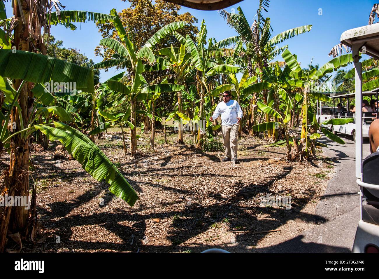 A guide talks about bananas during the tram tour at the MiamiDade