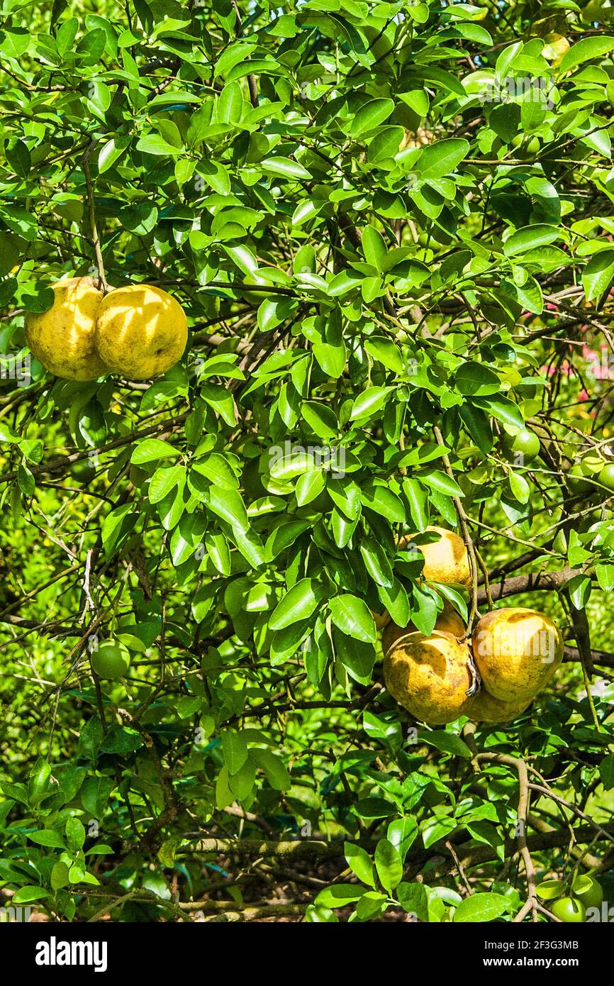 Pomelo, a type of citrus fruit, growing at the MiamiDade County Redland Fruit and Spice Park in