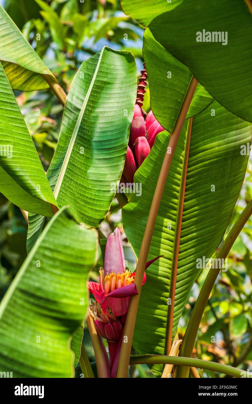 Red bananas and flower blossom growing at the MiamiDade County Redland