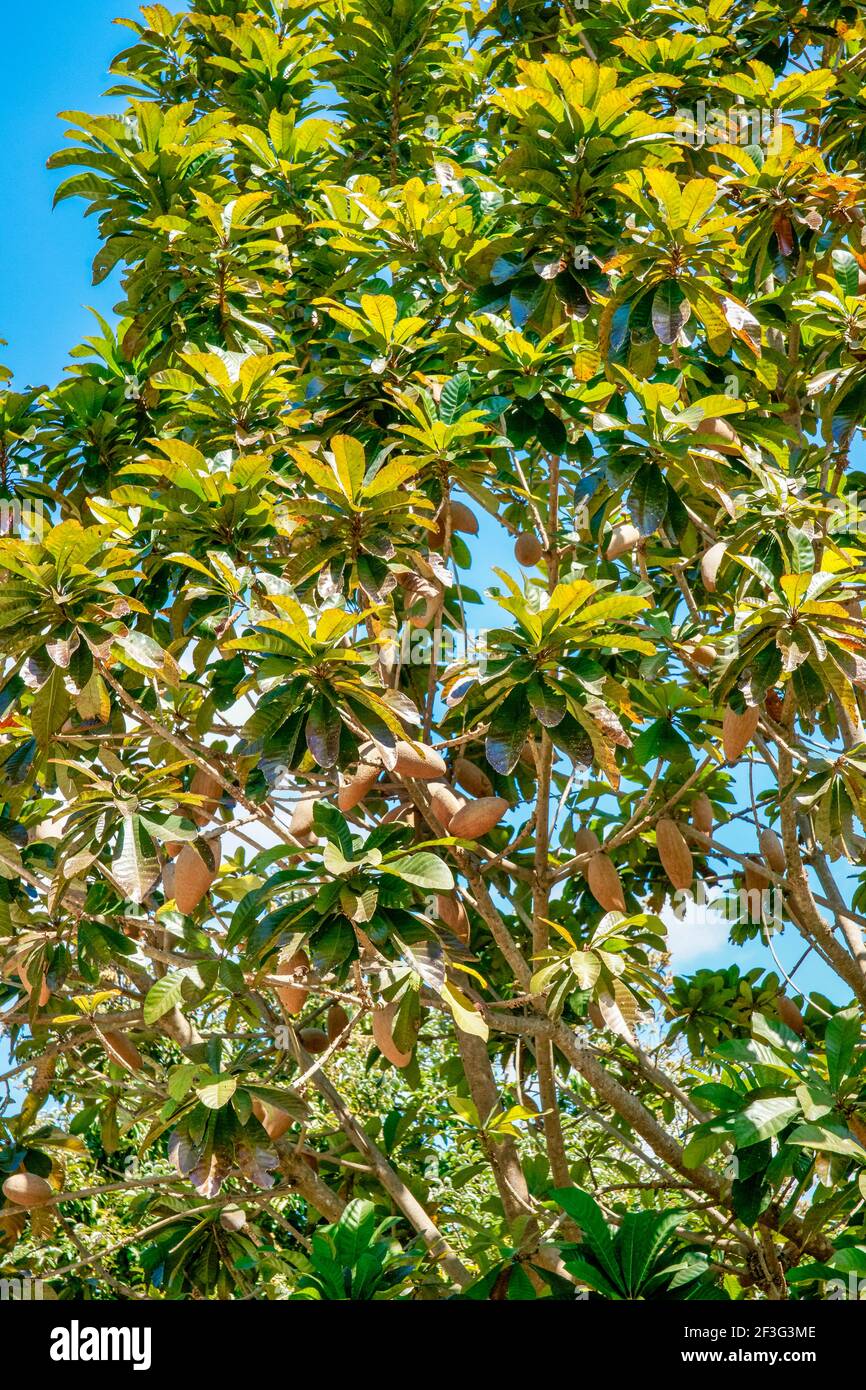Pouteria sapota also called mamey sapote growing at the Miami-Dade County Redland Fruit and Spice Park in Florida. Stock Photo