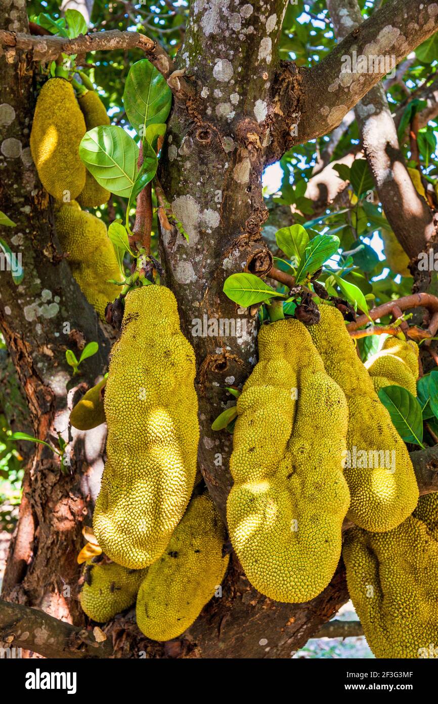 Jackfruit growing at the MiamiDade County Redland Fruit and Spice Park