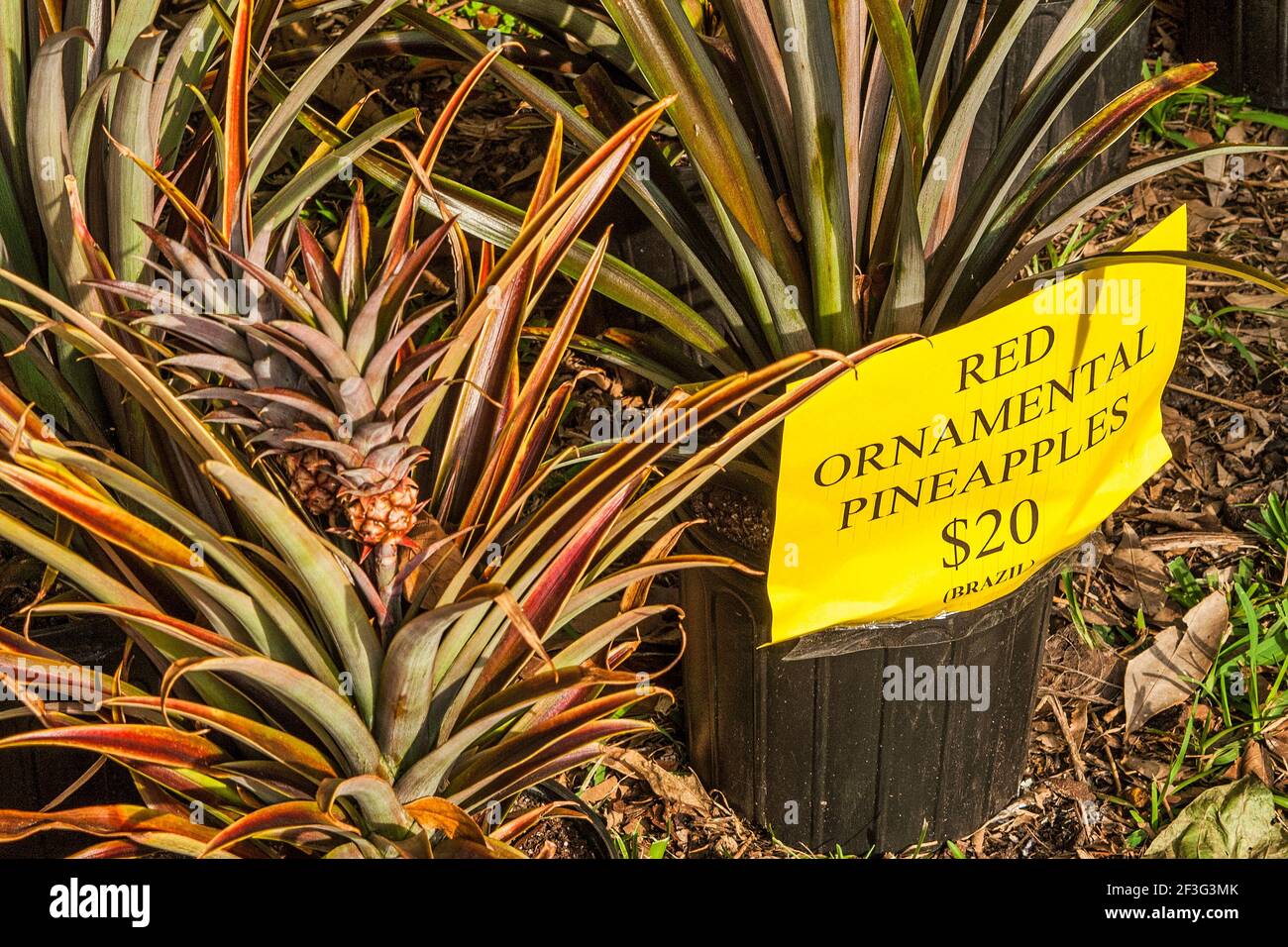 Red ornamental pineapple plants being sold during the weekend market at
