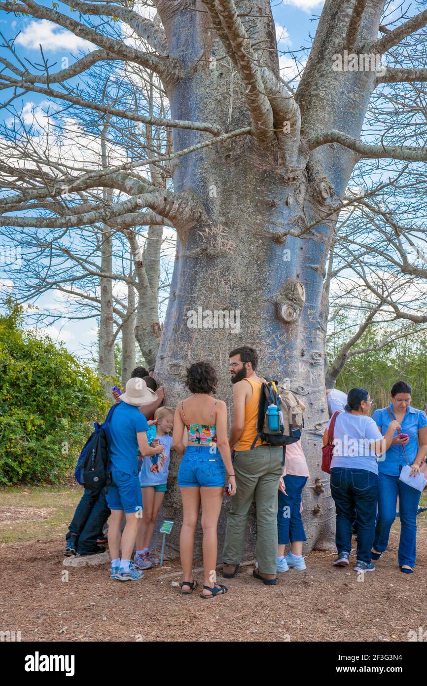 Tourists inspect an Africian Baobab tree growing in the MiamiDade County Redland Fruit and