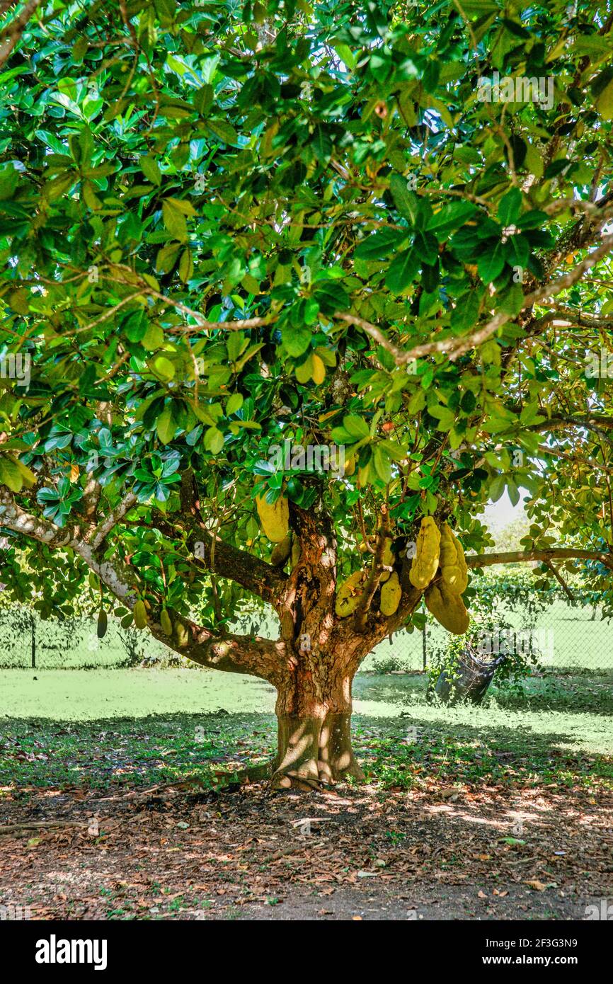 Jackfruit growing at the MiamiDade County Redland Fruit and Spice Park in Florida Stock Photo