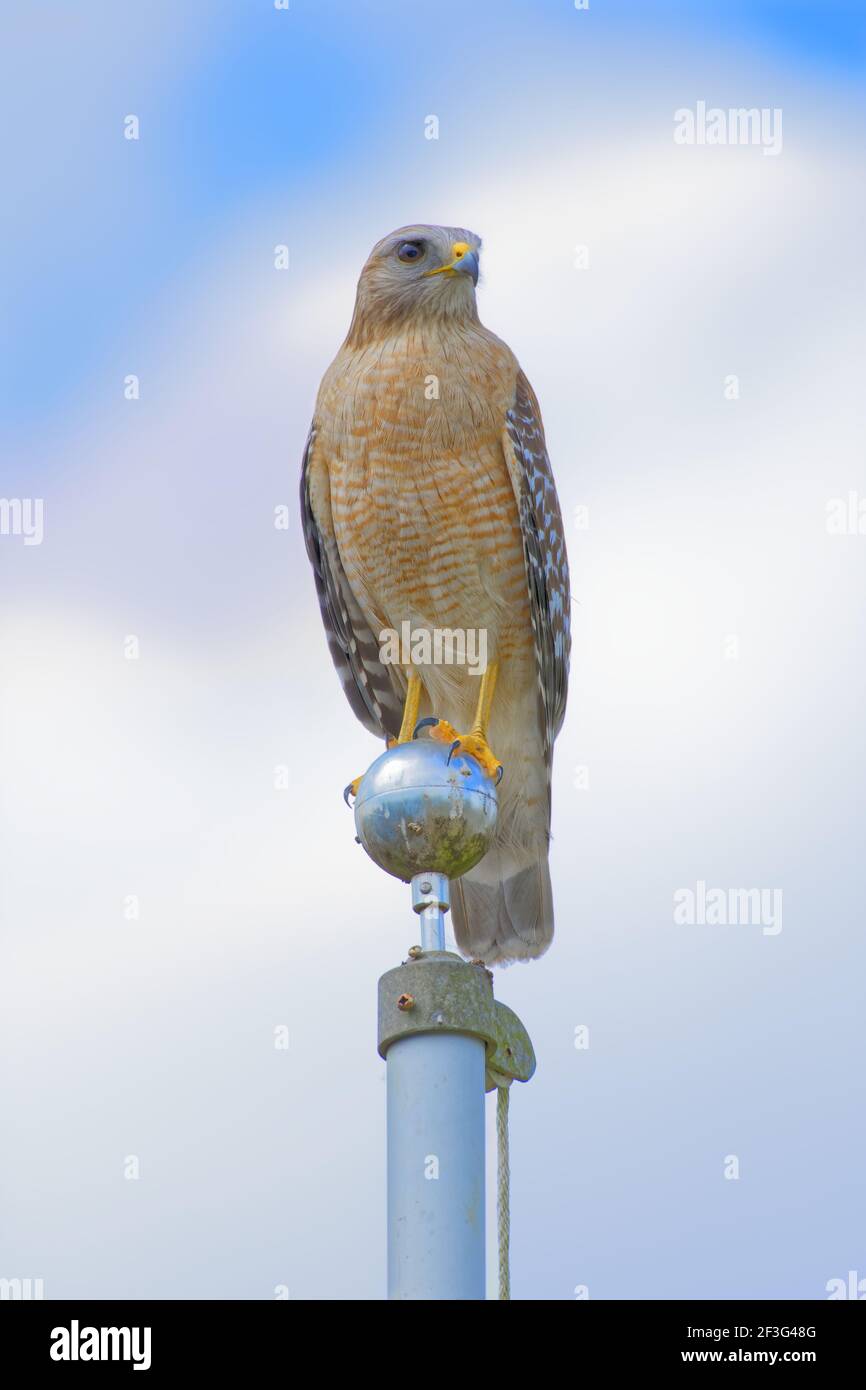 A beautiful and colorful Red-shouldered Hawk perches on top of a flagpole searching the ground for a meal. Stock Photo