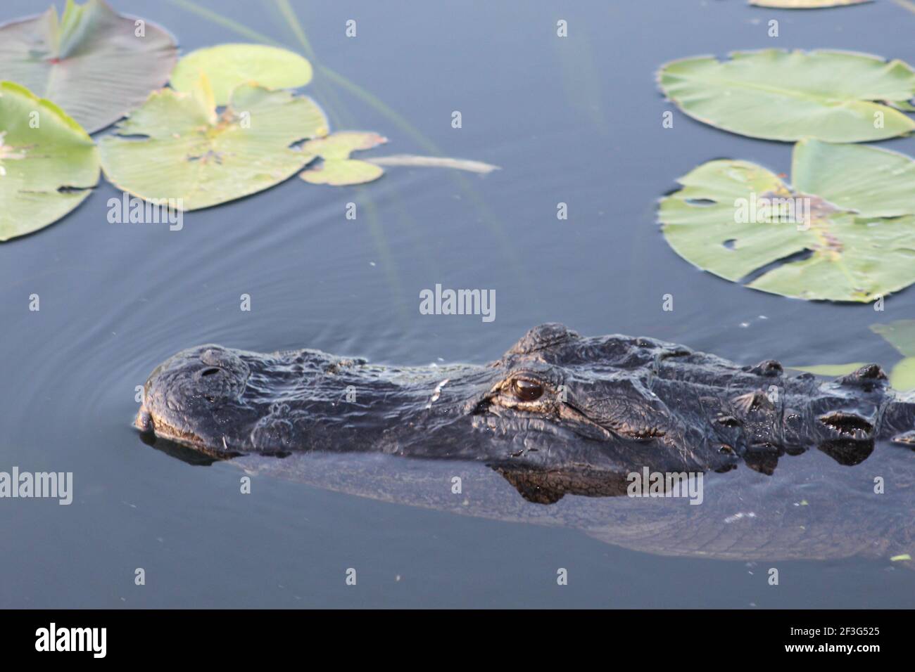 Alligator snout submerged in the water in Everglades National Park. Stock Photo