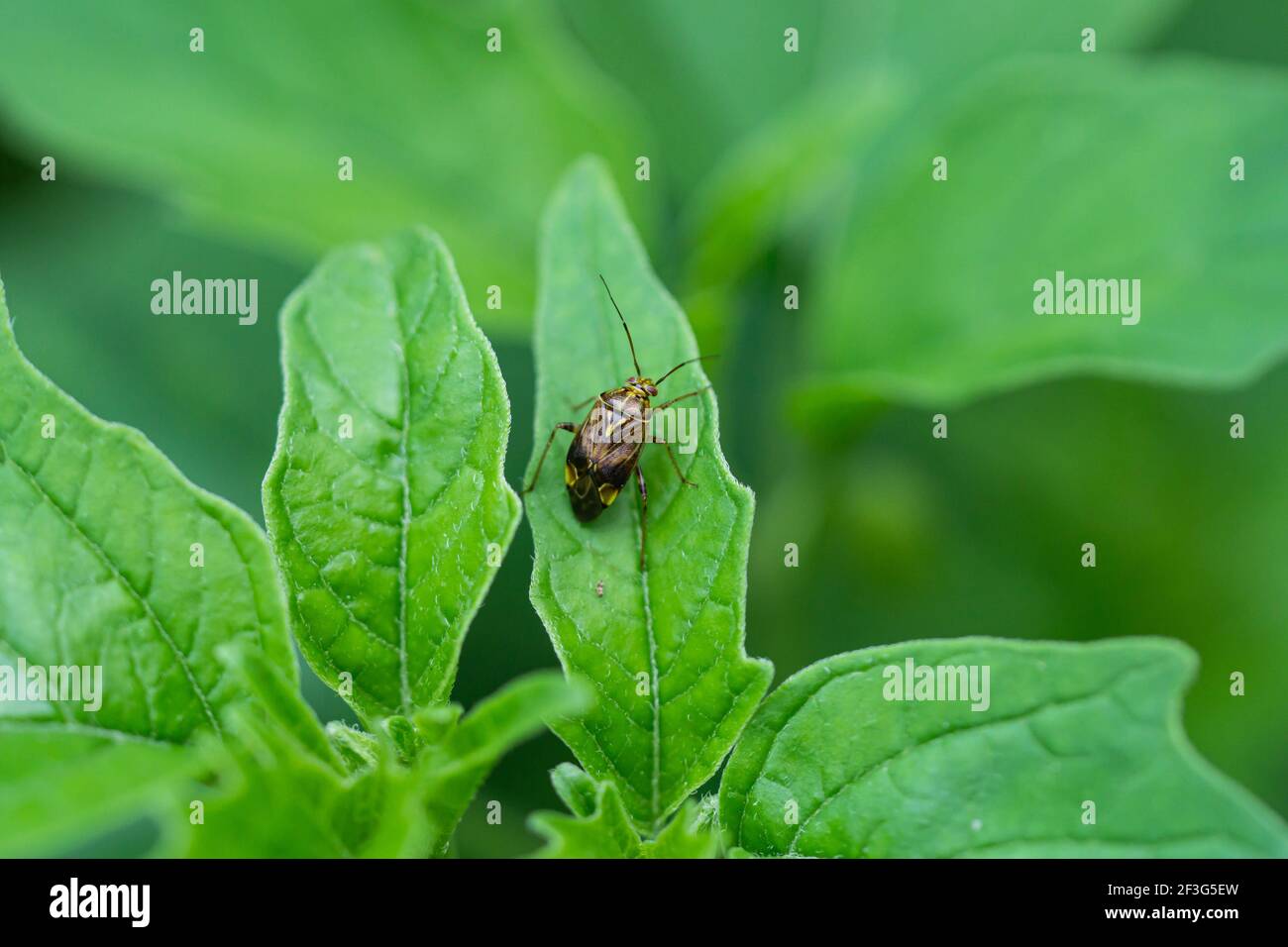 North American Tarnished Plant Bug on Leaf Stock Photo Alamy