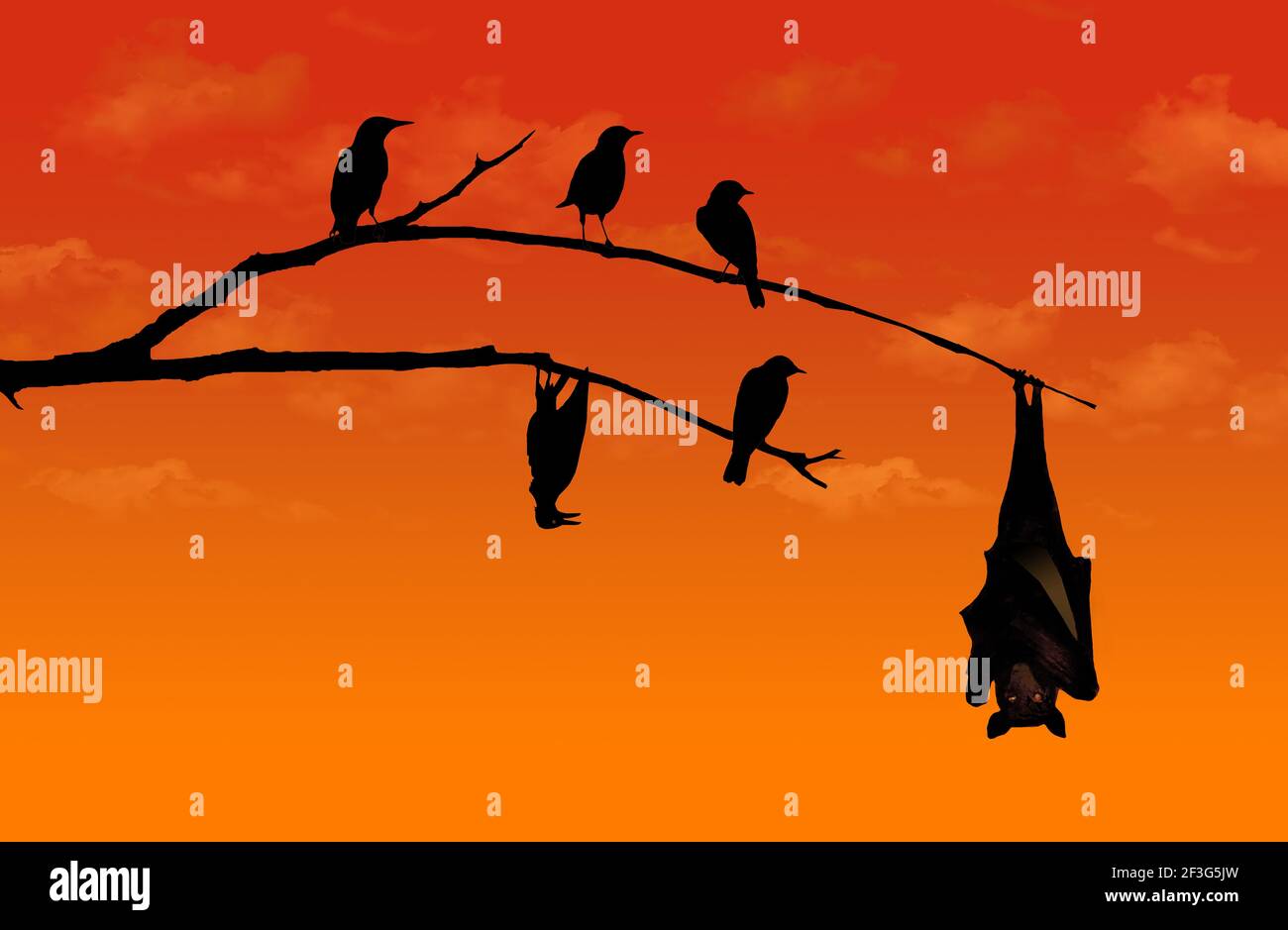 A bird imitates a bat and hangs from a branch upside down in this illustration about imitation. Stock Photo