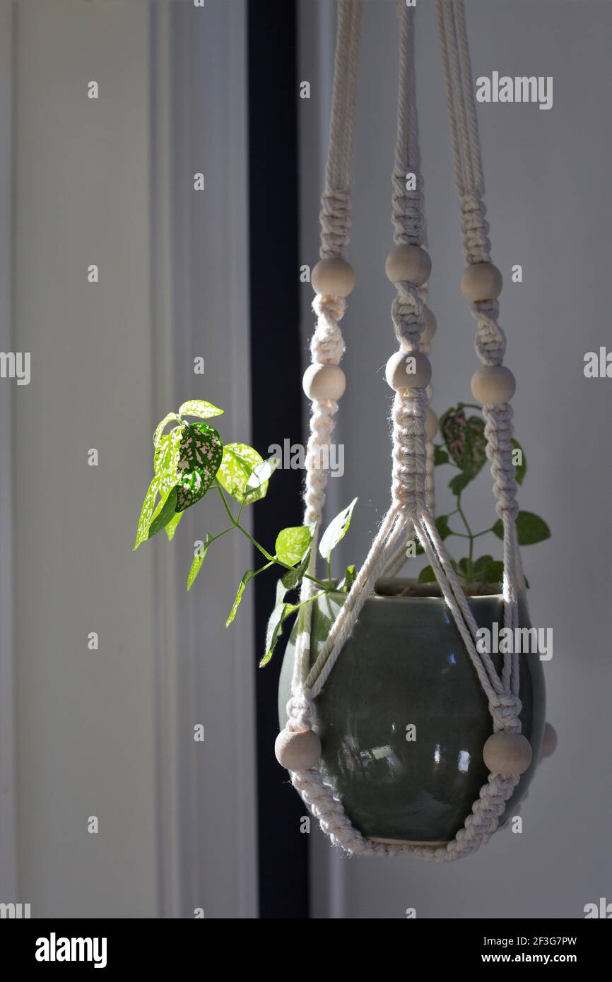 A Hypoestes phyllostachya - polka dot plant - in a hanging container. Stock Photo