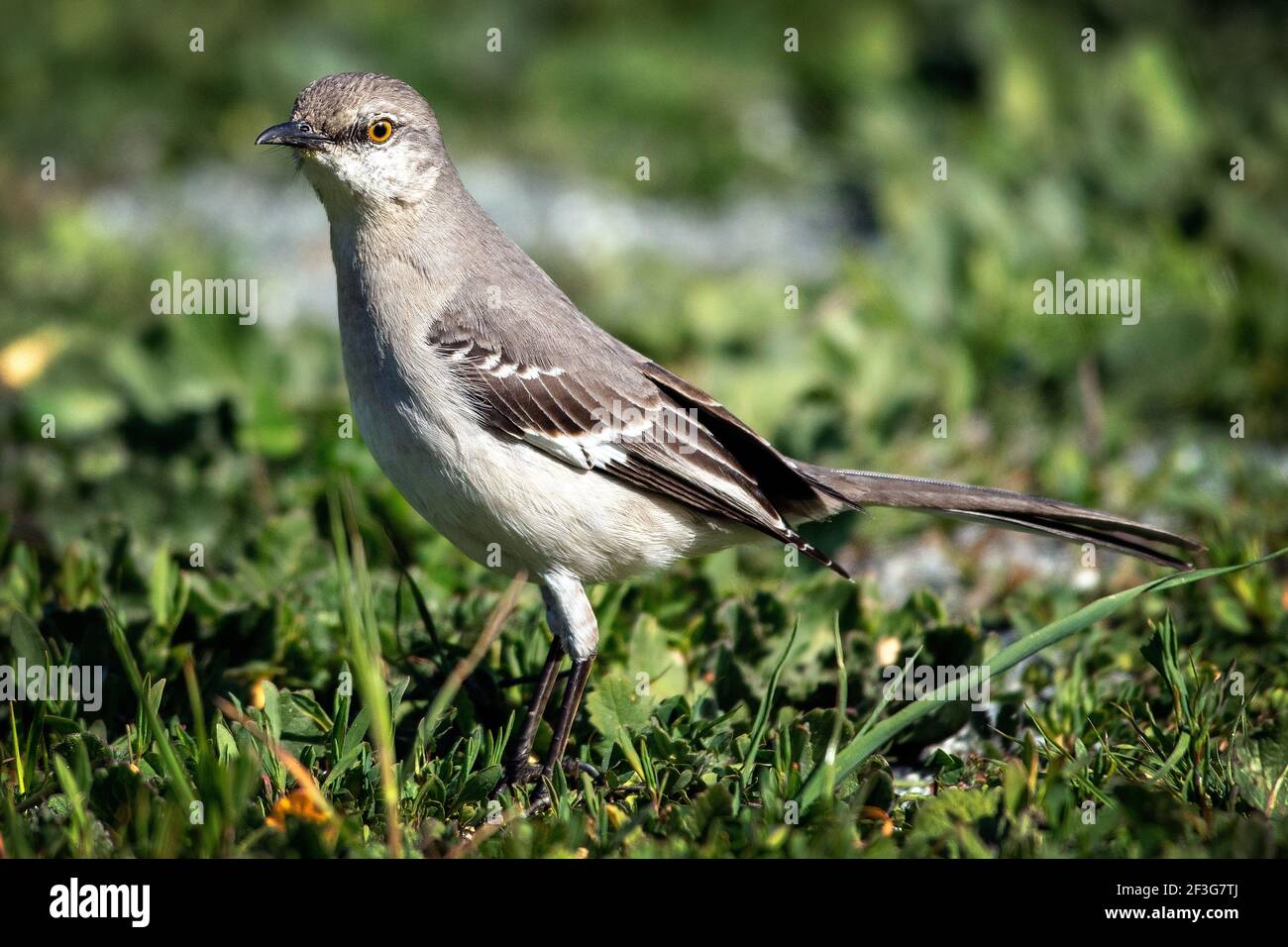 Northern Mockingbird (Mimus polyglottos) Stock Photo